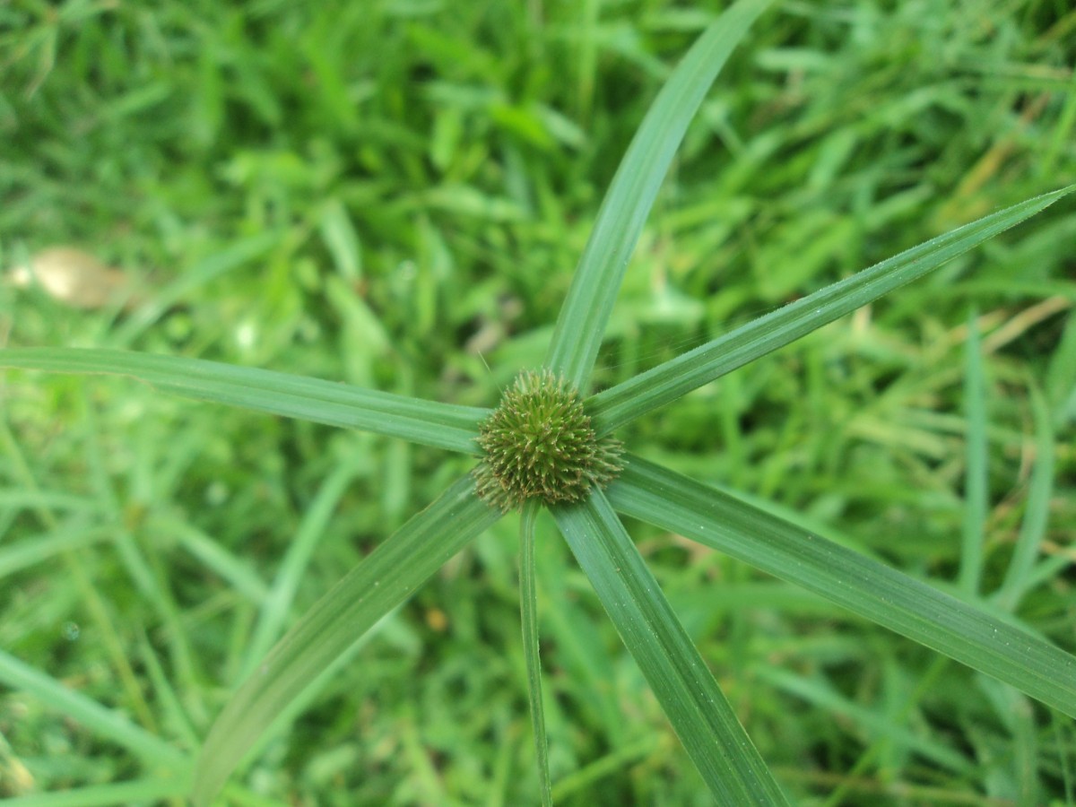 Cyperus brevifolius (Rottb.) Hassk.